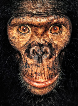 Chimpanzee; Republic of Congo; Female; 4 years