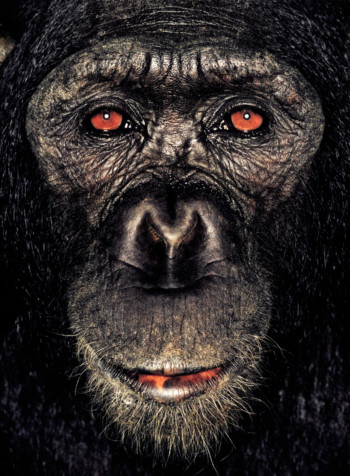 Chimpanzee; Cameroon; Male; 6 years