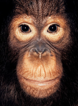 Orangutan; Indonesia; Male; 6 years