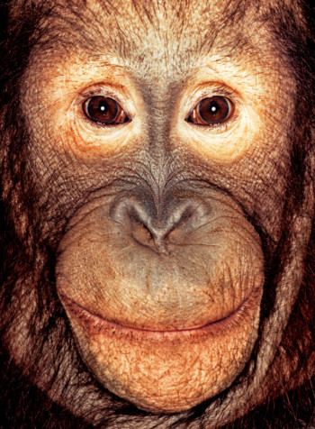 Orangutan; Indonesia; Male; 8 years