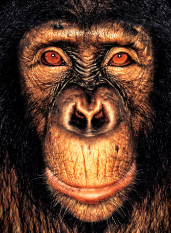 Chimpanzee; Cameroon; Female; 5 years