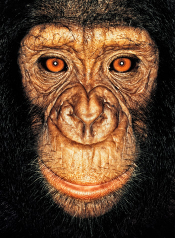 Chimpanzee; Republic of Congo; Female; 3 years