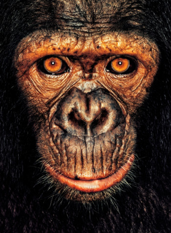 Chimpanzee; Cameroon; Female; 4 years