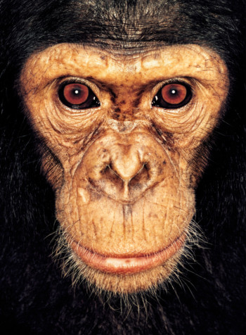 Chimpanzee; Cameroon; Female; 4 years