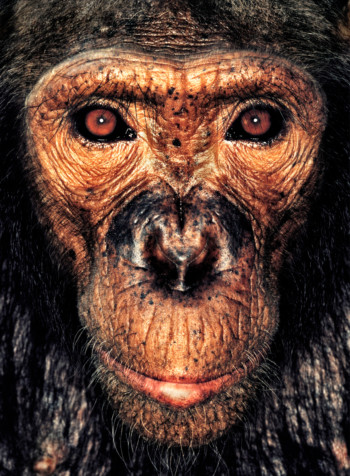 Chimpanzee; Cameroon; Female; 7 years