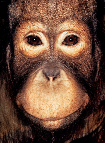 Orangutan; Indonesia; Male; 7 years