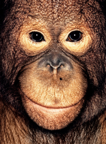 Orangutan; Indonesia; Male; 7 years